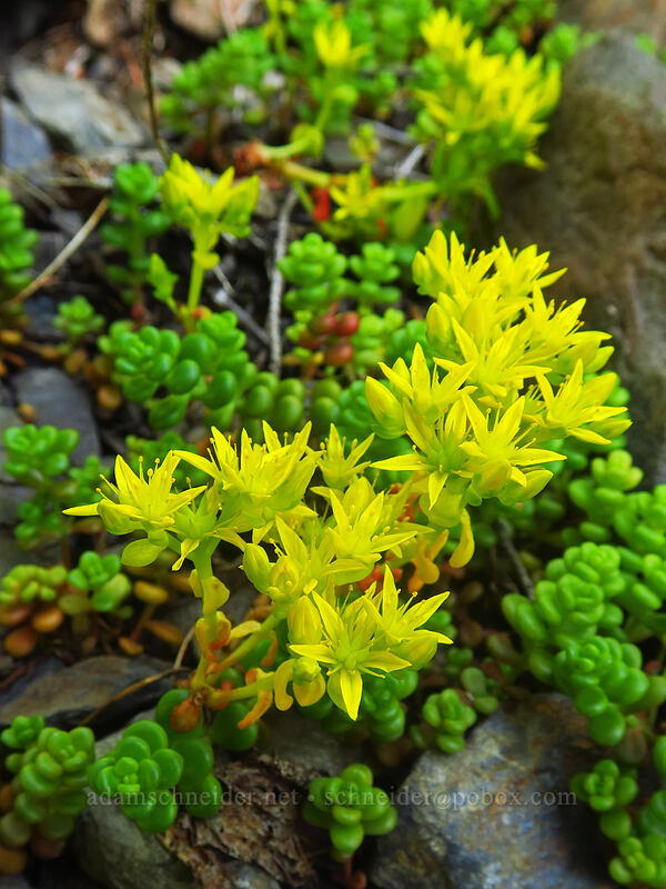 Pacific stonecrop (Sedum divergens) [Putvin Trail, Mount Skokomish Wilderness, Mason County, Washington]