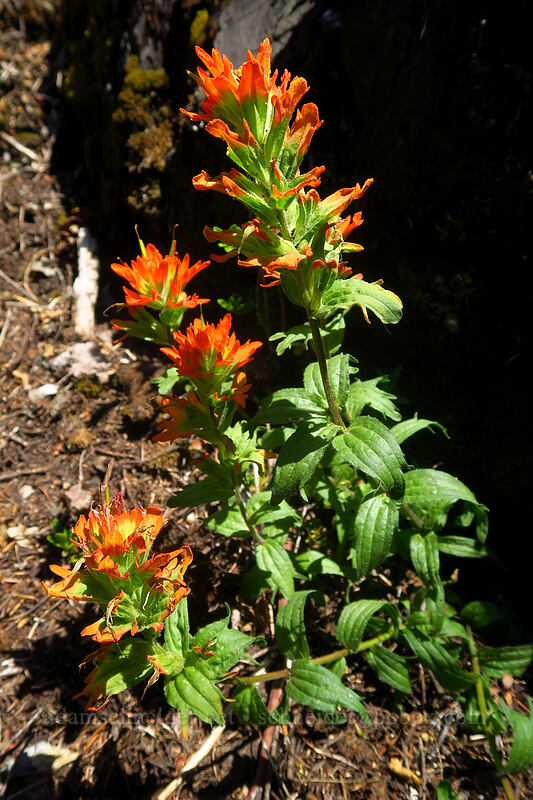 harsh paintbrush (Castilleja hispida) [Putvin Trail, Mount Skokomish Wilderness, Mason County, Washington]