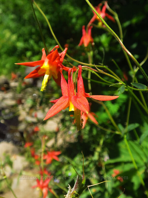 western columbine (Aquilegia formosa) [Putvin Trail, Mount Skokomish Wilderness, Mason County, Washington]