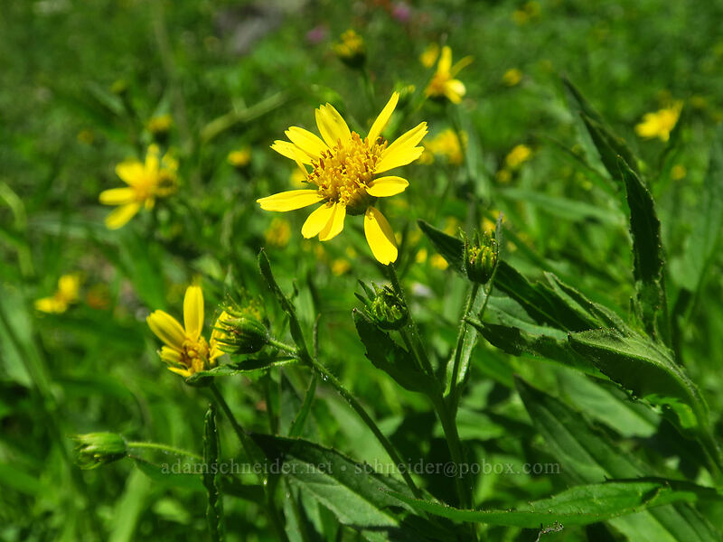 stream-bank arnica (Arnica lanceolata ssp. prima (Arnica amplexicaulis)) [Putvin Trail, Mount Skokomish Wilderness, Mason County, Washington]