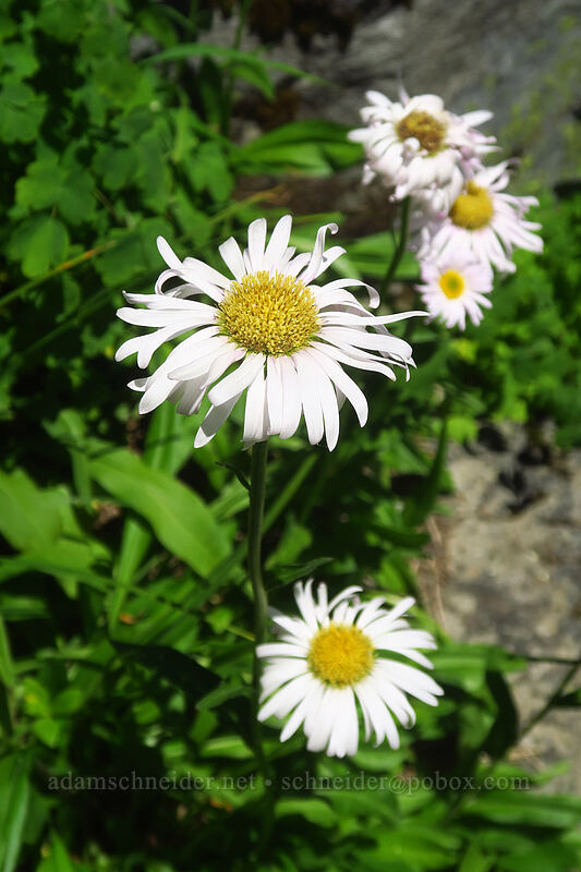 subalpine fleabane (Erigeron glacialis var. glacialis) [Putvin Trail, Mount Skokomish Wilderness, Mason County, Washington]