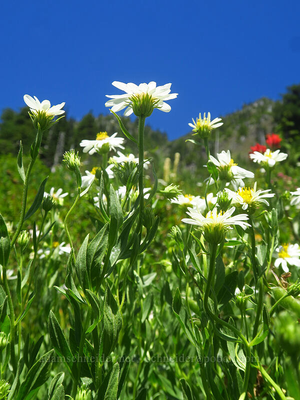 Olympic asters (Doellingeria paucicapitata (Eucephalus paucicapitatus) (Aster paucicapitatus)) [Putvin Trail, Mount Skokomish Wilderness, Mason County, Washington]