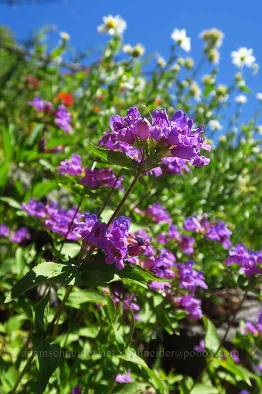 Cascade penstemon (Penstemon serrulatus) [Putvin Trail, Mount Skokomish Wilderness, Mason County, Washington]