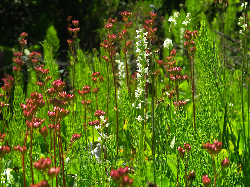 white bog orchid & leather-leaf saxifrage (Platanthera dilatata, Leptarrhena pyrolifolia (Saxifraga pyrolifolia)) [Putvin Trail, Mount Skokomish Wilderness, Mason County, Washington]