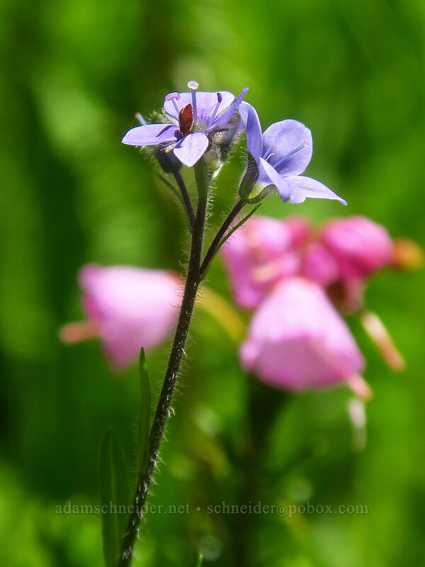 speedwell & heather (Veronica wormskjoldii, Phyllodoce empetriformis) [Putvin Trail, Mount Skokomish Wilderness, Mason County, Washington]