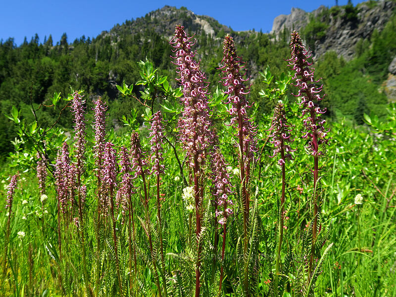 elephant's-head lousewort (Pedicularis groenlandica) [Putvin Trail, Olympic National Park, Mason County, Washington]