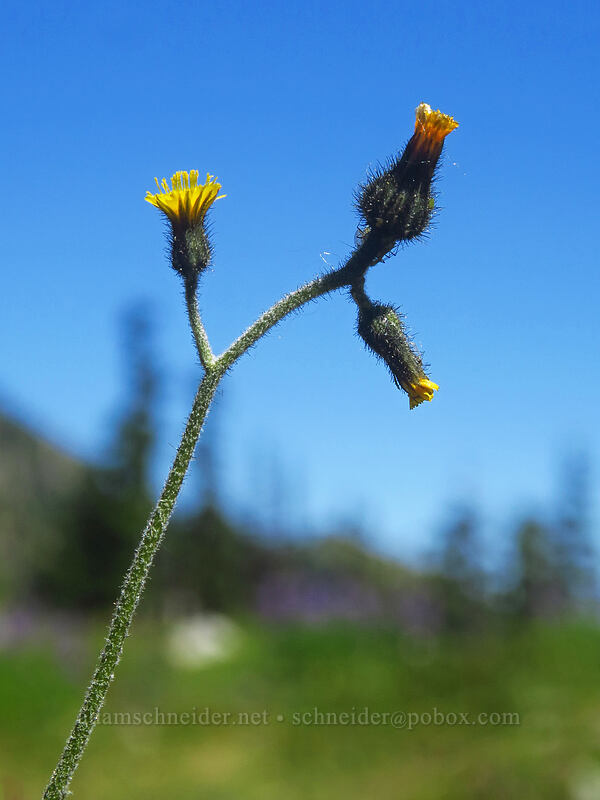 slender hawkweed (Hieracium triste (Hieracium gracile) (Pilosella tristis)) [Putvin Trail, Olympic National Park, Mason County, Washington]