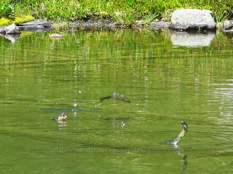 leaping trout (Oncorhynchus sp.) [Putvin Trail, Olympic National Park, Mason County, Washington]