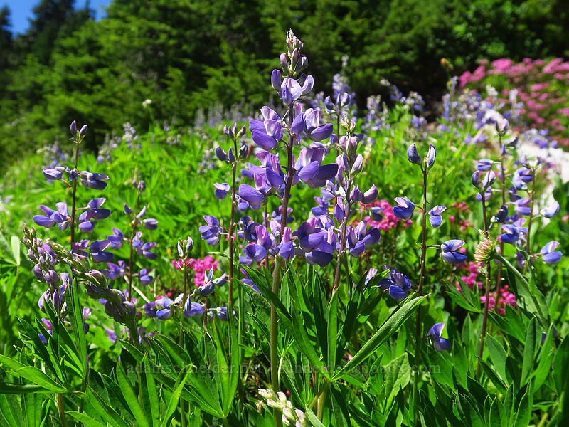 lupines et al. (Lupinus latifolius) [above Lake of the Angels, Olympic National Park, Mason County, Washington]