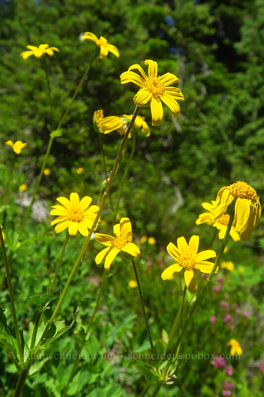 broad-leaf arnica (Arnica latifolia) [above Lake of the Angels, Olympic National Park, Mason County, Washington]