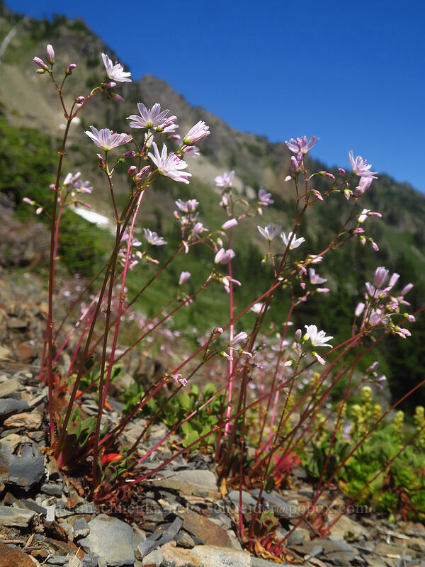 Columbia lewisia (Lewisia columbiana) [above Lake of the Angels, Olympic National Park, Mason County, Washington]