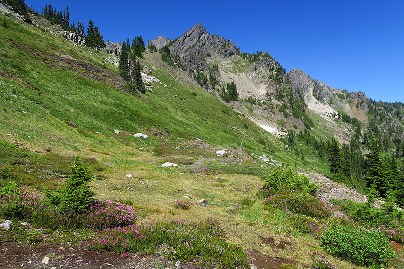 Mt. Stone & wildflowers [above Lake of the Angels, Olympic National Park, Mason County, Washington]