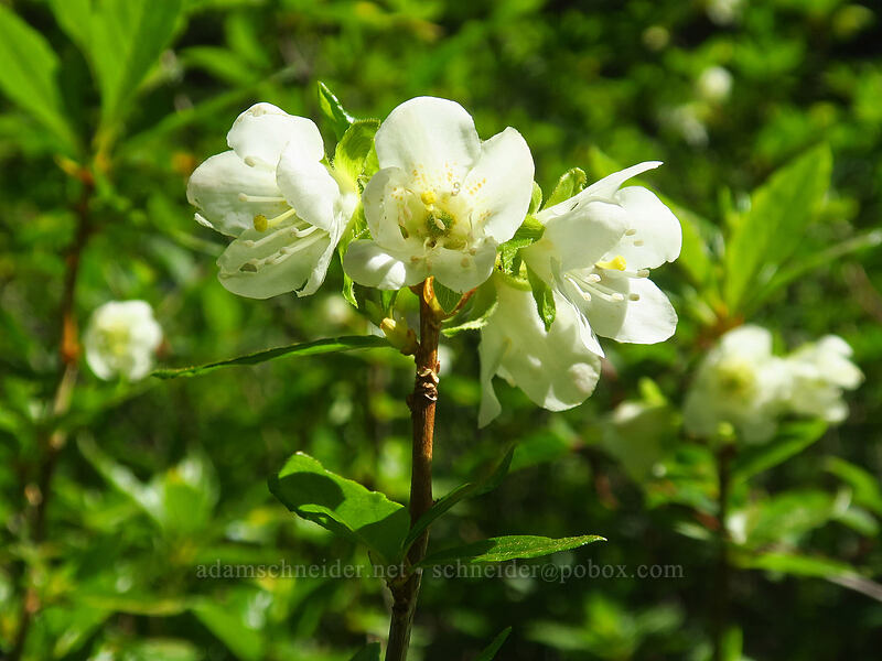 white rhododendron (Cascade azalea) (Rhododendron albiflorum) [above Lake of the Angels, Olympic National Park, Mason County, Washington]