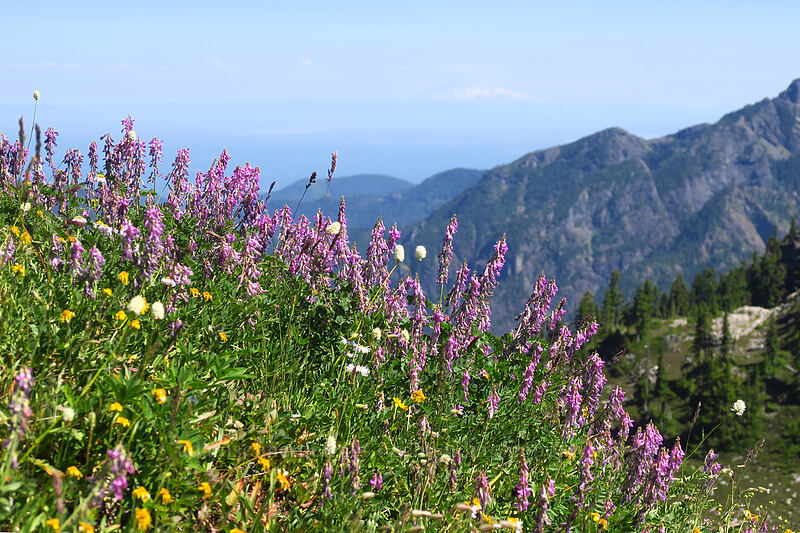 western sweet-vetch & other wildflowers (Hedysarum occidentale) [above Lake of the Angels, Olympic National Park, Mason County, Washington]