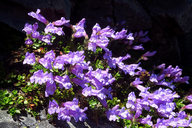 Davidson's penstemon (Penstemon davidsonii) [above Lake of the Angels, Olympic National Park, Mason County, Washington]