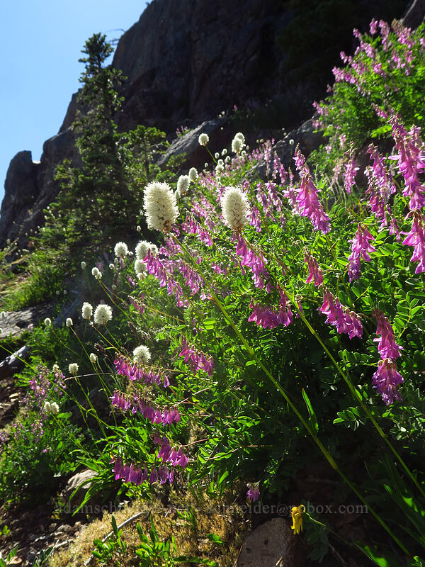 bistort & sweet-vetch (Bistorta bistortoides (Polygonum bistortoides), Hedysarum occidentale) [above Lake of the Angels, Olympic National Park, Mason County, Washington]