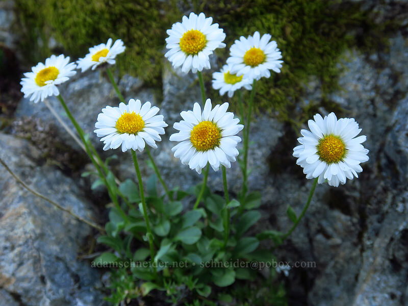 Olympic fleabane (Flett's fleabane) (Erigeron flettii) [above Lake of the Angels, Olympic National Park, Mason County, Washington]
