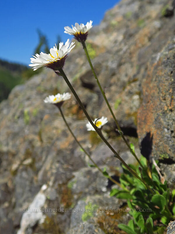 Olympic fleabane (Flett's fleabane) (Erigeron flettii) [above Lake of the Angels, Olympic National Park, Mason County, Washington]
