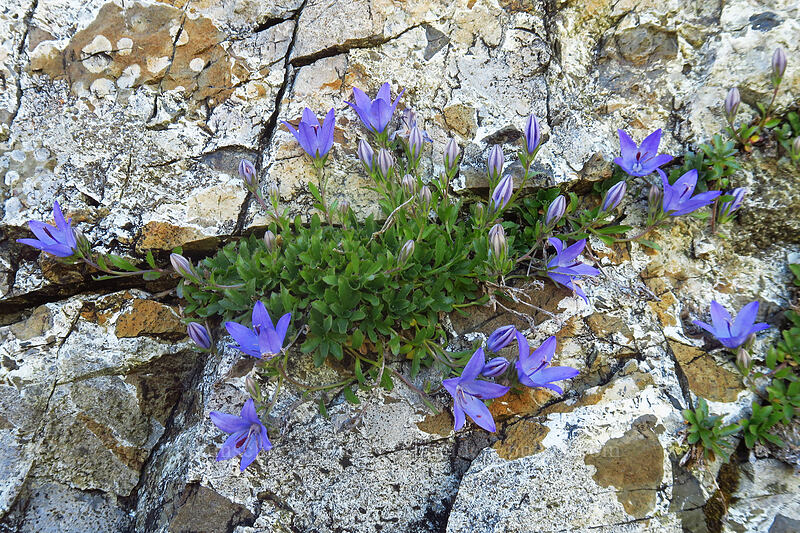 Olympic bellflower/harebell (Campanula piperi) [above Lake of the Angels, Olympic National Park, Mason County, Washington]
