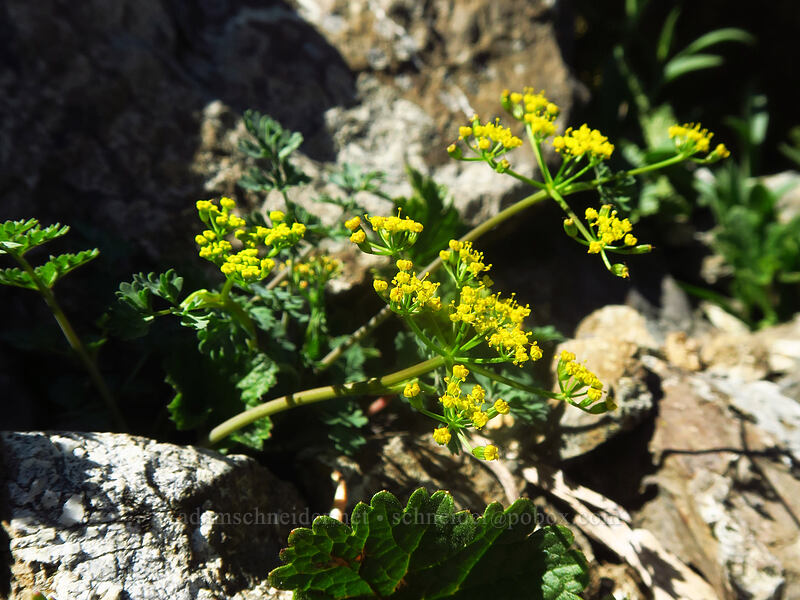 Cascade desert parsley (Lomatium martindalei) [above Lake of the Angels, Olympic National Park, Mason County, Washington]