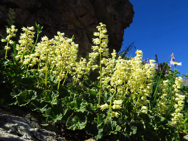 fuzzy elmera (yellow coral-bells) (Elmera racemosa) [above Lake of the Angels, Olympic National Park, Mason County, Washington]
