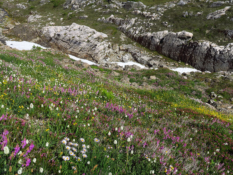 wildflowers [above Lake of the Angels, Olympic National Park, Mason County, Washington]