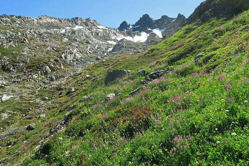 wildflowers [above Lake of the Angels, Olympic National Park, Mason County, Washington]