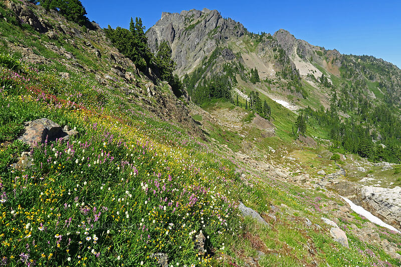 wildflowers [above Lake of the Angels, Olympic National Park, Mason County, Washington]