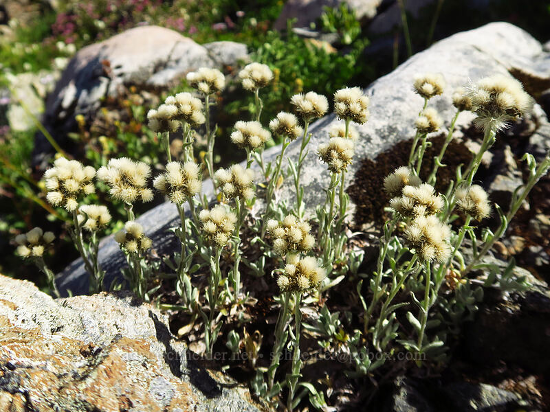 Rocky Mountain pussy-toes (Antennaria media) [above Lake of the Angels, Olympic National Park, Mason County, Washington]