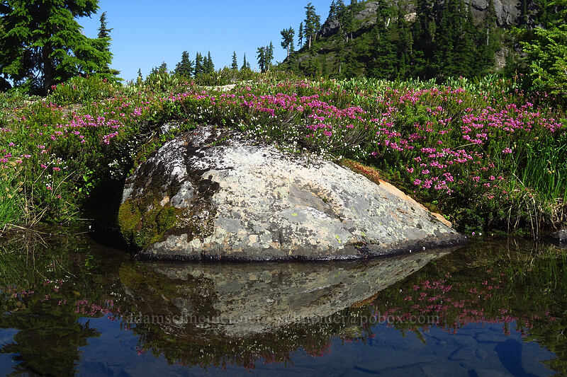 pink & white mountain heather (Phyllodoce empetriformis, Cassiope mertensiana) [above Lake of the Angels, Olympic National Park, Mason County, Washington]