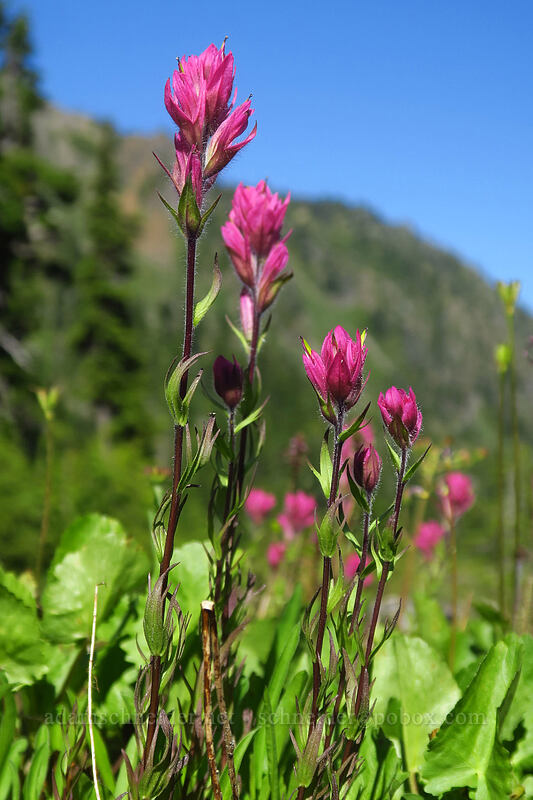 Olympic paintbrush (Castilleja parviflora var. olympica) [above Lake of the Angels, Olympic National Park, Mason County, Washington]