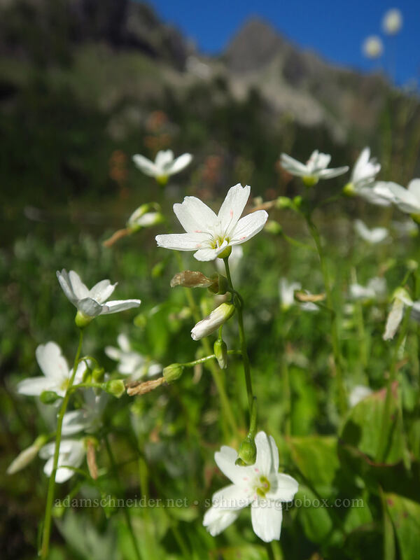 heart-leaf spring-beauty (Claytonia cordifolia (Montia cordifolia)) [Lake of the Angels, Olympic National Park, Mason County, Washington]