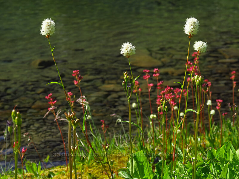 western bistort & leather-leaf saxifrage seeds (Bistorta bistortoides (Polygonum bistortoides), Leptarrhena pyrolifolia (Saxifraga pyrolifolia)) [Lake of the Angels, Olympic National Park, Mason County, Washington]