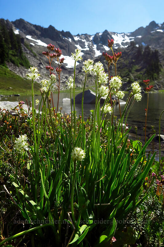 false asphodel & leather-leaf saxifrage (Triantha occidentalis ssp. brevistyla (Tofieldia glutinosa var. brevistyla), Leptarrhena pyrolifolia (Saxifraga pyrolifolia)) [Lake of the Angels, Olympic National Park, Mason County, Washington]