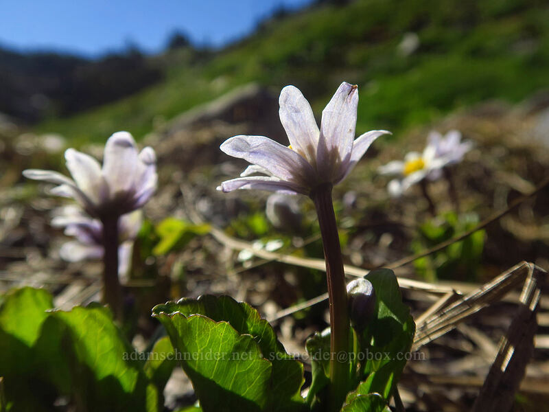 white marsh-marigolds (Caltha leptosepala var. leptosepala) [Putvin Trail, Olympic National Park, Mason County, Washington]