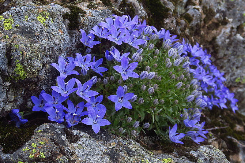 Olympic bellflower/harebell (Campanula piperi) [Putvin Trail, Olympic National Park, Mason County, Washington]