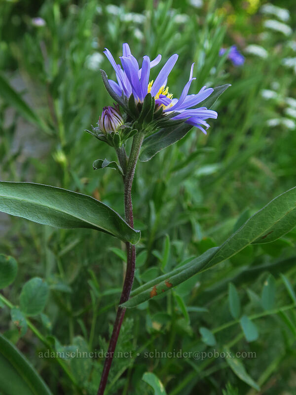 leafy-bract aster (Symphyotrichum foliaceum (Aster foliaceus)) [Putvin Trail, Olympic National Park, Mason County, Washington]