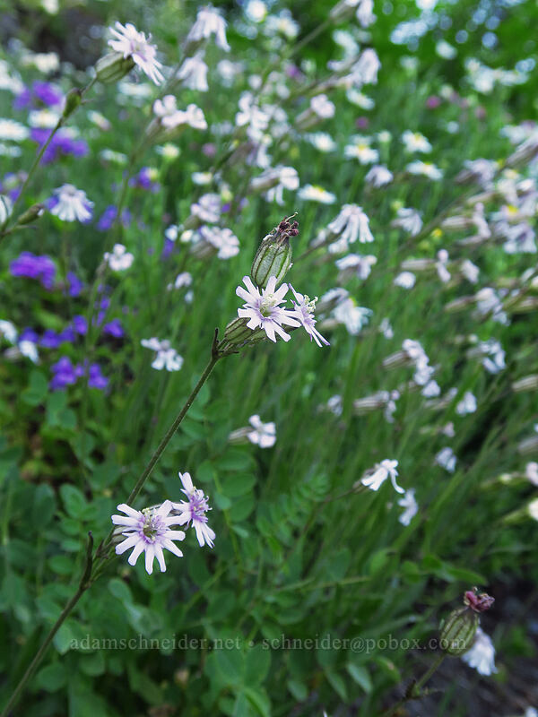 Parry's catchfly (Silene parryi) [Putvin Trail, Olympic National Park, Mason County, Washington]
