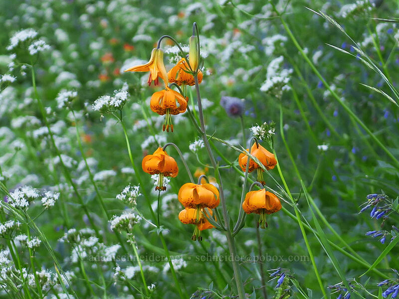 Columbia tiger lilies (Lilium columbianum) [Putvin Trail, Olympic National Park, Mason County, Washington]