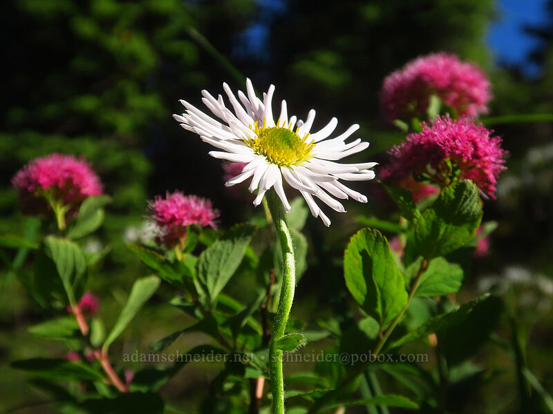 fleabane & spirea (Erigeron glacialis var. glacialis, Spiraea densiflora (Spiraea splendens)) [Putvin Trail, Olympic National Park, Mason County, Washington]