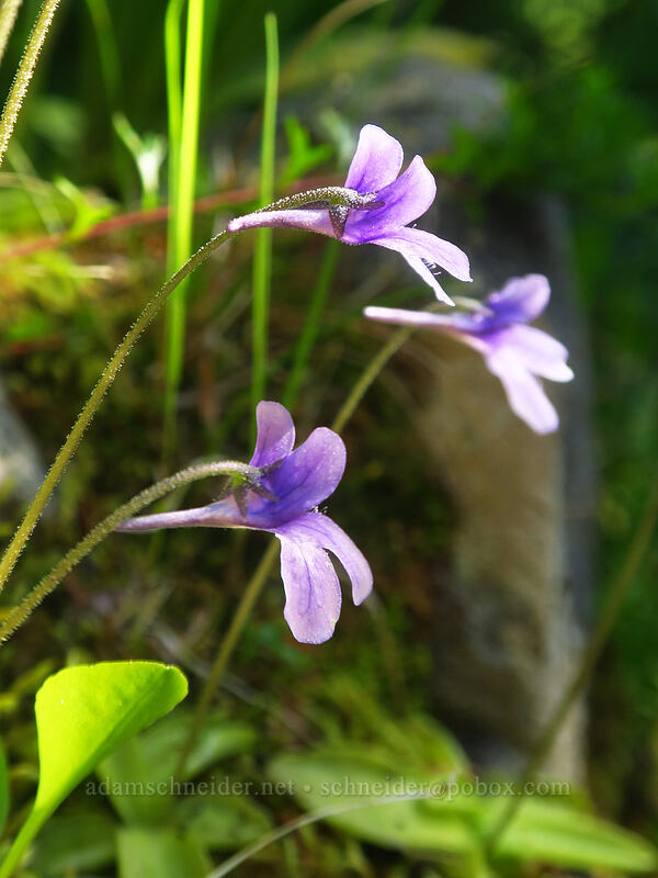 butterwort (Pinguicula macroceras (Pinguicula vulgaris ssp. macroceras)) [Putvin Trail, Olympic National Park, Mason County, Washington]