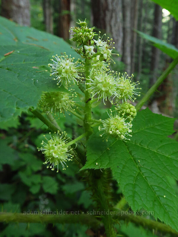 devil's club flowers (Oplopanax horridus) [Putvin Trail, Olympic National Park, Mason County, Washington]