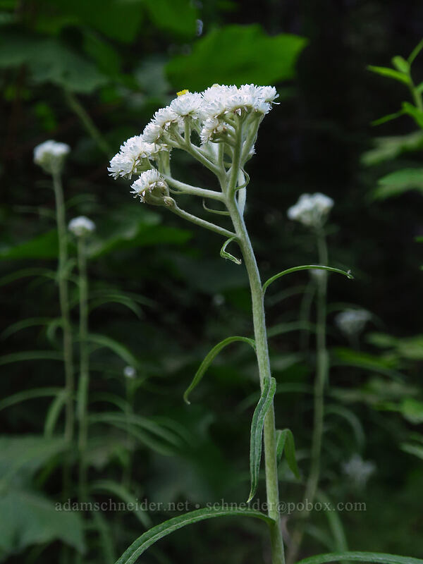 pearly everlasting (Anaphalis margaritacea) [Putvin Trailhead, Olympic National Park, Mason County, Washington]