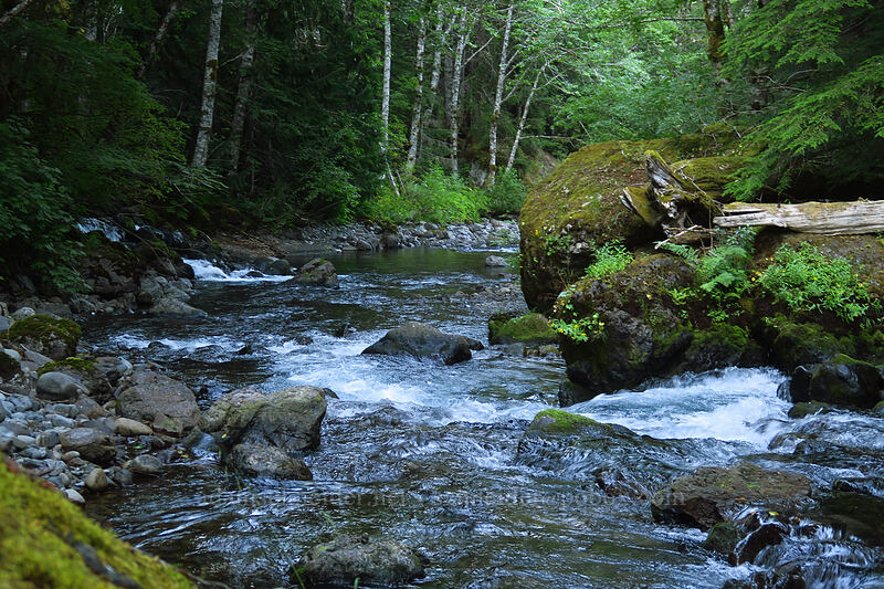 Hamma Hamma River [Hamma Hamma River, Olympic National Park, Mason County, Washington]
