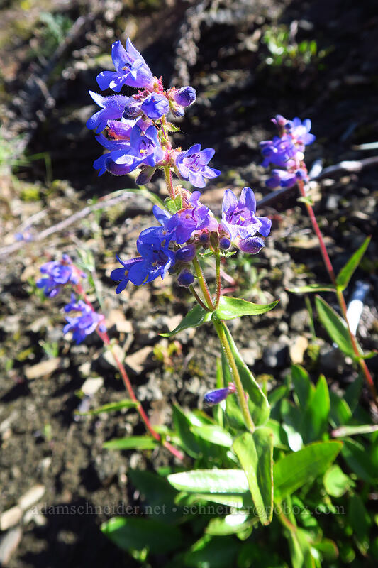 fine-tooth penstemon (Penstemon subserratus) [Bald Mountain, Mt. Hood Wilderness, Clackamas County, Oregon]