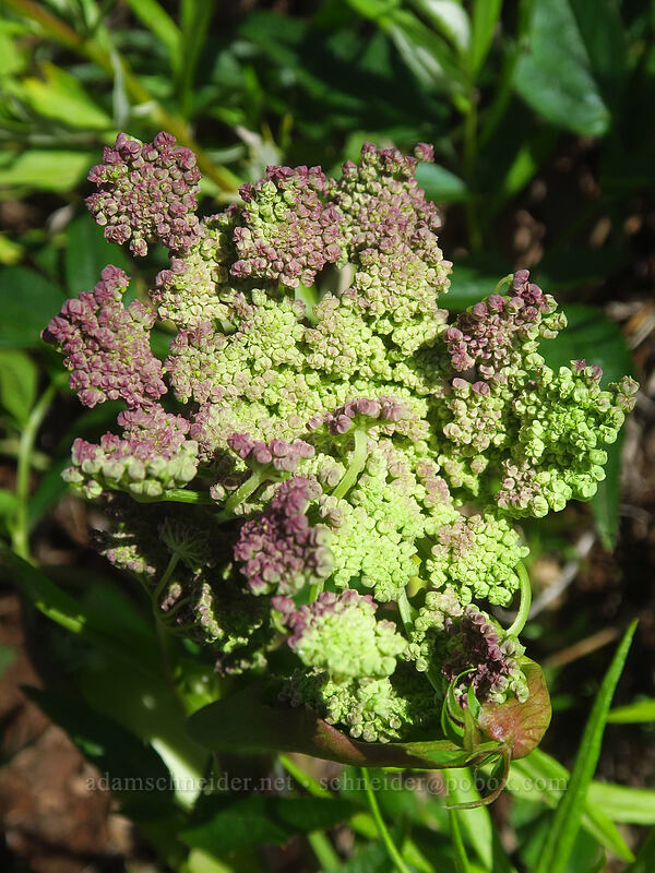 sharp-tooth angelica, budding (Angelica arguta) [Bald Mountain, Mt. Hood Wilderness, Clackamas County, Oregon]