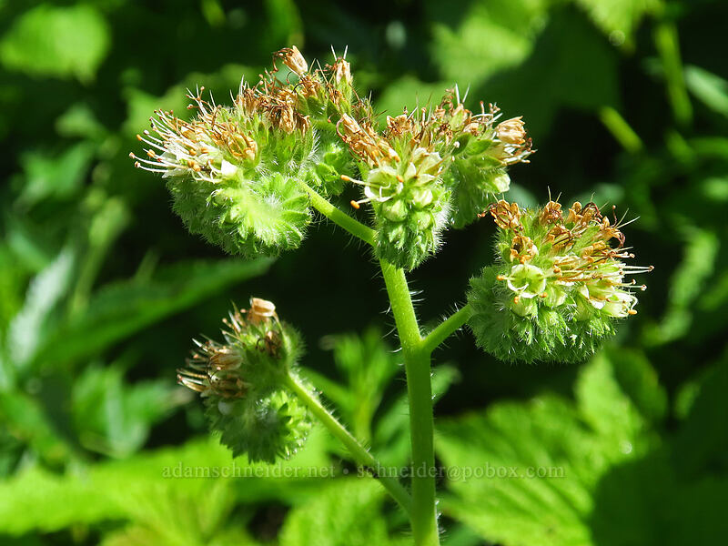 varied-leaf phacelia (Phacelia heterophylla) [Bald Mountain, Mt. Hood Wilderness, Clackamas County, Oregon]