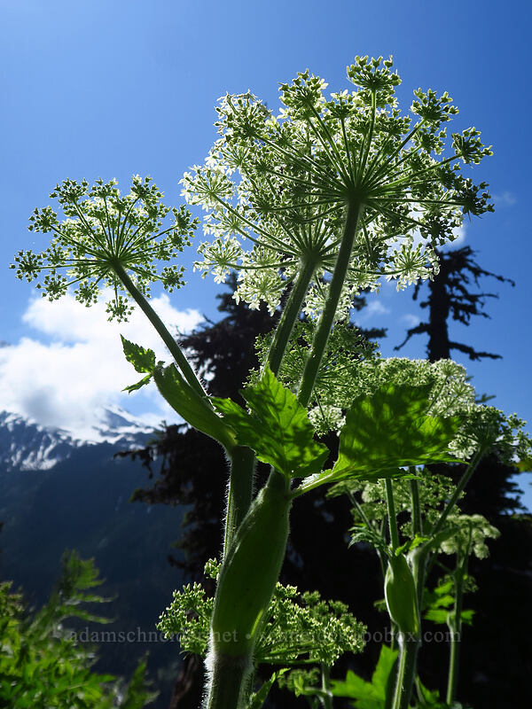 cow parsnip (Heracleum maximum) [Bald Mountain, Mt. Hood Wilderness, Clackamas County, Oregon]