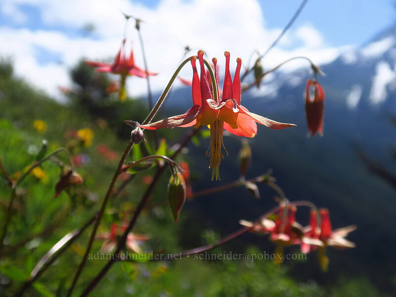 columbines (Aquilegia formosa) [Bald Mountain, Mt. Hood Wilderness, Clackamas County, Oregon]