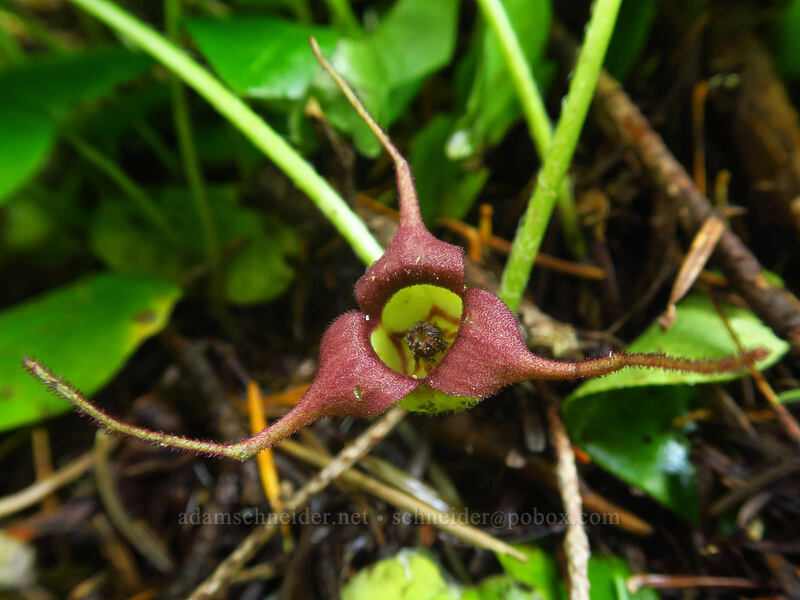 western wild ginger (Asarum caudatum) [Timberline Trail, Mt. Hood Wilderness, Clackamas County, Oregon]